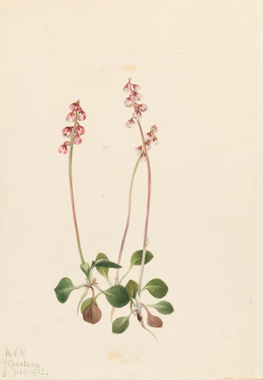 Mary Vaux Walcott Kleines Wintergrün Kunstkopie, nickende rosa Blütentrauben über runden Blättern
