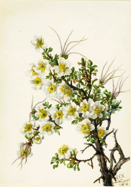 Mary Vaux Walcott Klippenrose Kunstkopie, weiße Klippenrosen mit gelben Staubblättern an knorrigem Zweig