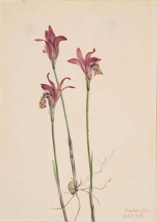 Mary Vaux Walcott Knollige Arethusa Kunstkopie, drei purpurrote Orchideenblüten auf hohen Stängeln mit sichtbarer Knolle