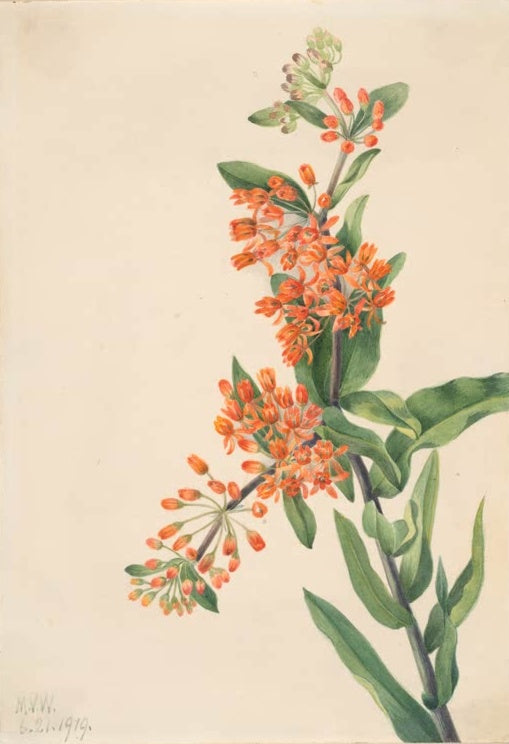 Mary Vaux Walcott Knollige Seidenpflanze Kunstkopie, ein Zweig der Seidenpflanze mit leuchtend orangen Blütendolden