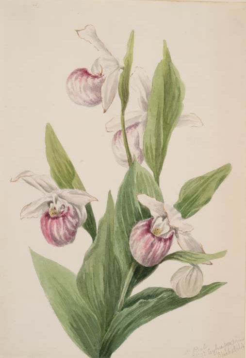 Mary Vaux Walcott Königin-Frauenschuh Kunstkopie, weiß-rosa gestreifte Orchideenblüten