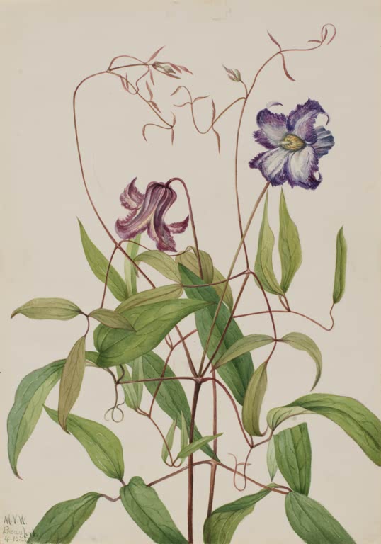 Mary Vaux Walcott Krause Waldrebe Kunstkopie, violette und weinrote Blüten an verschlungenen Ranken zwischen grünen Blättern