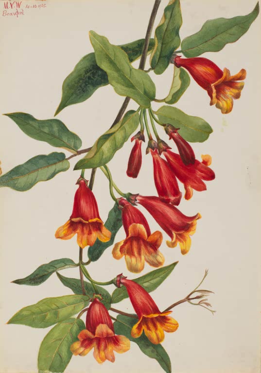 Mary Vaux Walcott Kreuzrebe Kunstkopie, hängende rote Trichterblüten mit orangegelben Rändern an einem Zweig