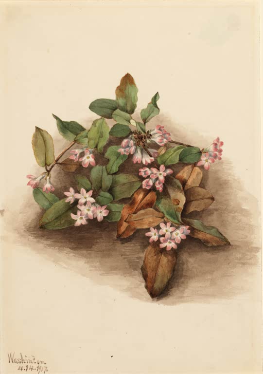 Mary Vaux Walcott Kriechender Erdbeerbaum Kunstkopie, Zweig mit ovalen Blättern und Büscheln kleiner rosa Blüten