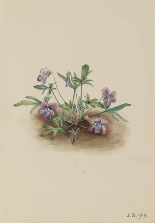 Mary Vaux Walcott Küstenveilchen Kunstkopie, violette Veilchen mit graugrünen Blättern auf Erdfleck