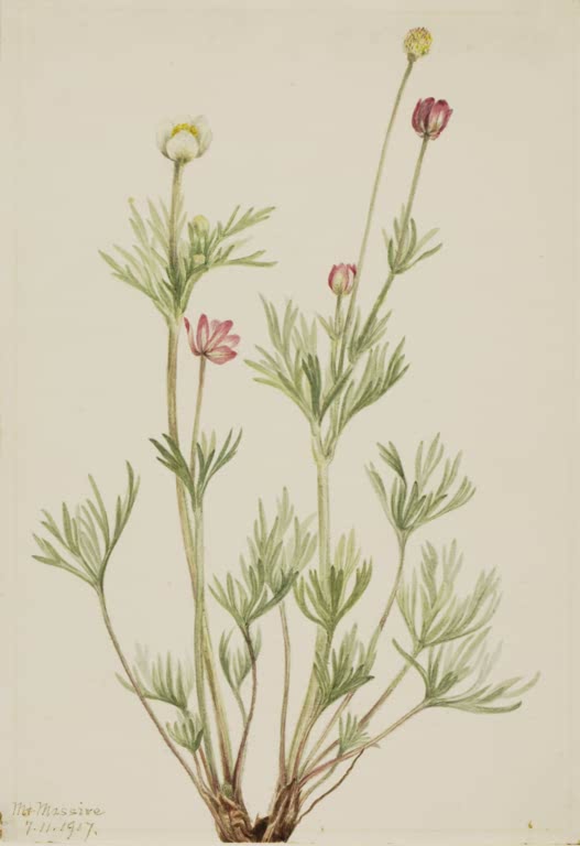 Mary Vaux Walcott Kugel-Anemone Kunstkopie, rosa Blüten und kugelige Knospen über feinem silbergrünem Laub
