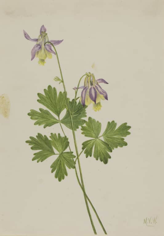 Mary Vaux Walcott Kurzspornige Akelei Kunstkopie, zwei nickende violette Akeleiblüten über gelappten grünen Blättern