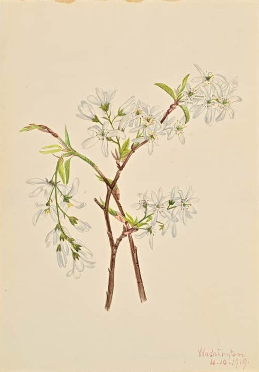 Mary Vaux Walcott Felsenbirne Kunstkopie, Zweige mit weißen Blüten und frischem hellgrünem Laub auf beigem Grund