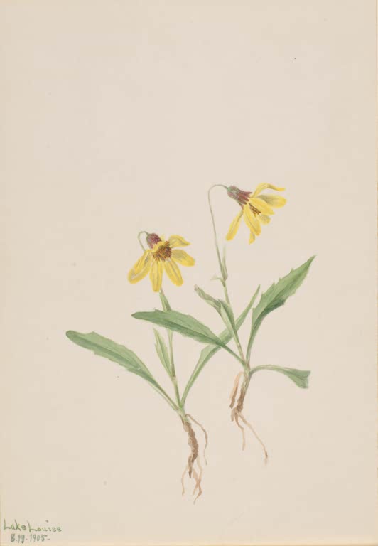 Mary Vaux Walcott Lake-Louise-Arnika Kunstkopie, zwei gelbe Blüten mit schmalen Blättern und Wurzeln
