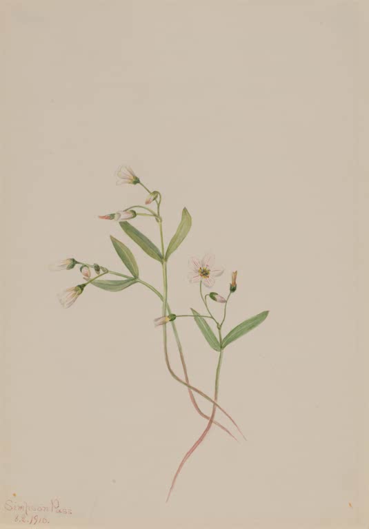 Mary Vaux Walcott Lanzettblättrige Frühlingsschönheit Kunstkopie, kleine weiße Blüten an dünnen Stängeln
