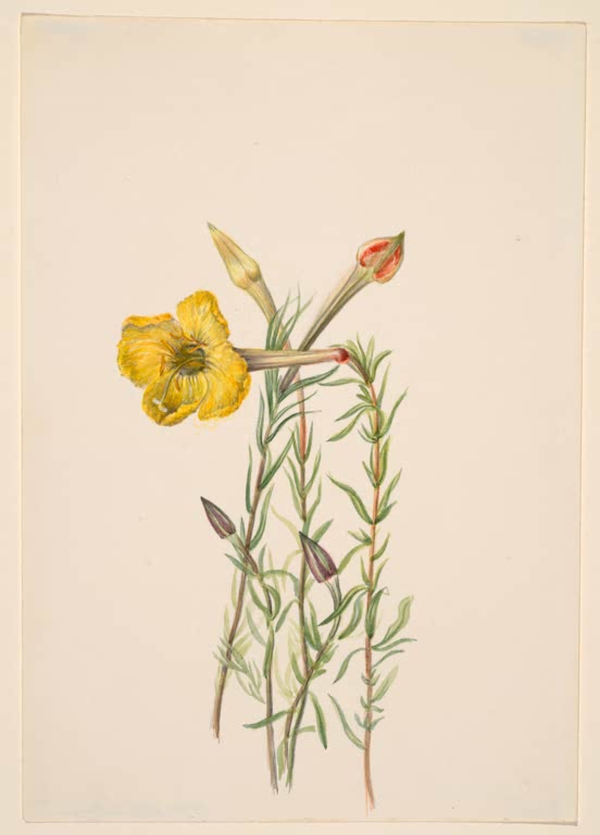 Mary Vaux Walcott Lavendelblättrige Nachtkerze Kunstkopie, gelbe Blüte und rote Knospen an schlanken, feinblättrigen Trieben