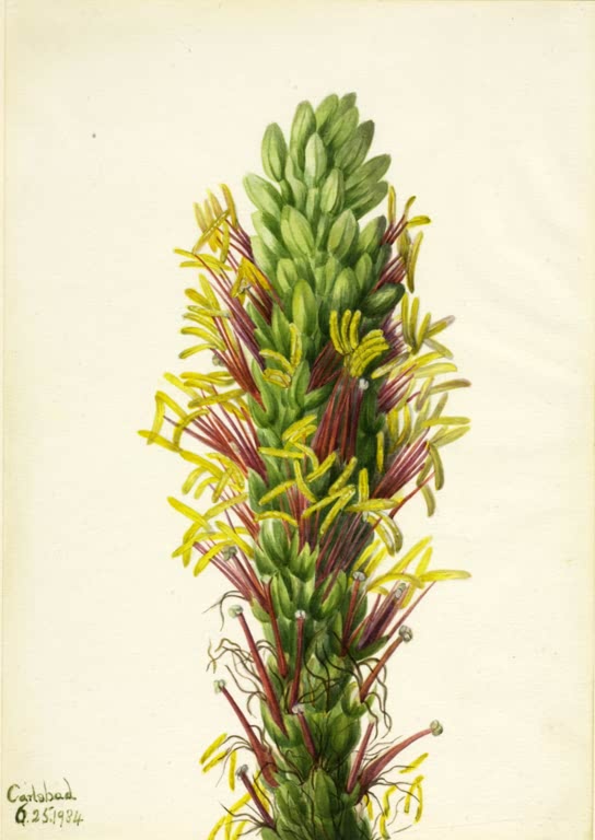 Mary Vaux Walcott Lechuguilla-Agave Kunstkopie, Blütenstand mit grünen Knospen, gelben Staubblättern und rotvioletten Fäden