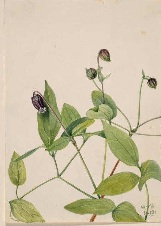 Mary Vaux Walcott Leder-Waldrebe Kunstkopie, rankende Triebe mit dunkelvioletter Glockenblüte