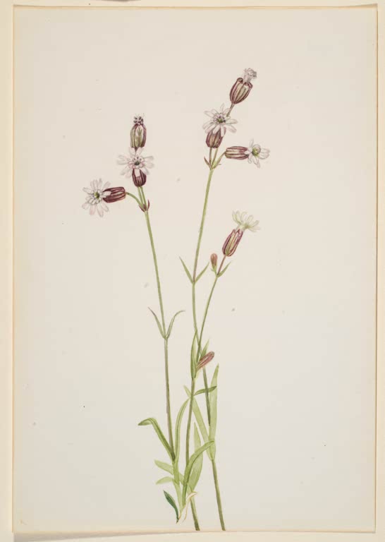 Mary Vaux Walcott Leimkraut Kunstkopie, schlanke Stängel mit kleinen weißen Blüten