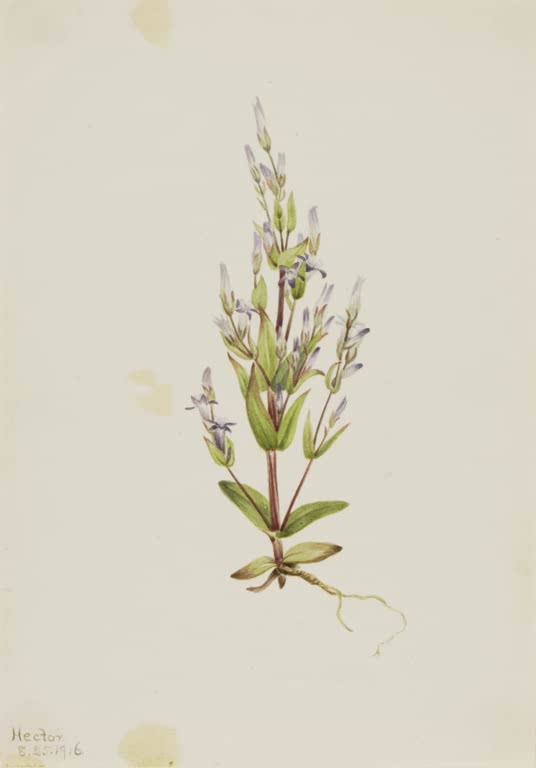 Mary Vaux Walcott Leiter-Enzian Kunstkopie, aufrechter Stängel mit kleinen blassvioletten Blüten und grünen Blättern