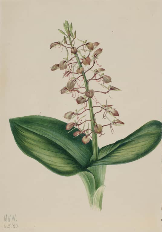 Mary Vaux Walcott Lilienblättriges Glanzkraut Kunstkopie, kleine braunrosa Blüten über zwei breiten dunkelgrünen Blättern