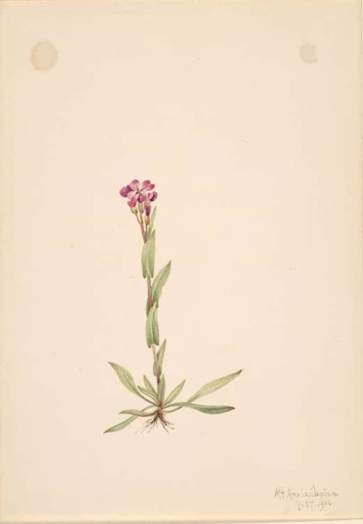 Mary Vaux Walcott Lyall-Gänsekresse Kunstkopie, purpurne Blüten an aufrechtem Stängel über schmalen grünen Blättern