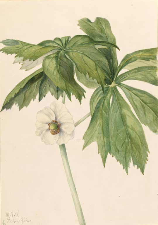 Mary Vaux Walcott Maiapfel Kunstkopie, weiße Maiapfelblüte unter großen, tief gelappten Blättern