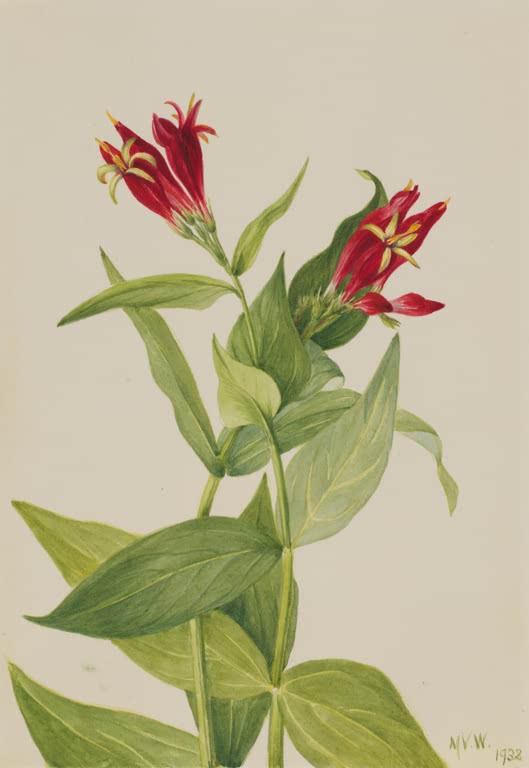 Mary Vaux Walcott Maryland-Spigelie Kunstkopie, tiefrote Röhrenblüten mit gelben Sternspitzen an einem Stängel