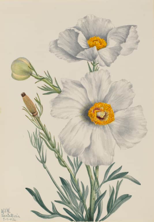 Mary Vaux Walcott Matilija-Mohn Kunstkopie, zwei große weiße Mohnblüten mit gelber Mitte und graugrüne Blätter