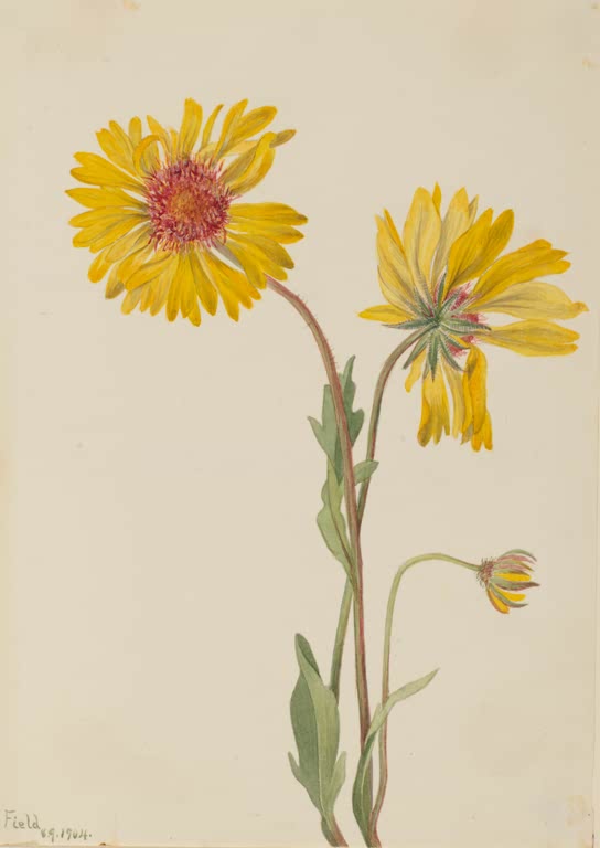 Mary Vaux Walcott Mehrjährige Kokardenblume Kunstkopie, zwei goldgelbe Strahlenblüten mit roter Mitte