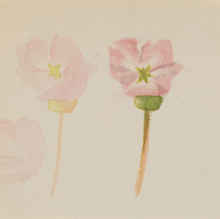 Mary Vaux Walcott Mein erstes Gemälde Kunstkopie, zwei rosa Blüten mit gelbgrünen Mitten auf cremefarbenem Papier