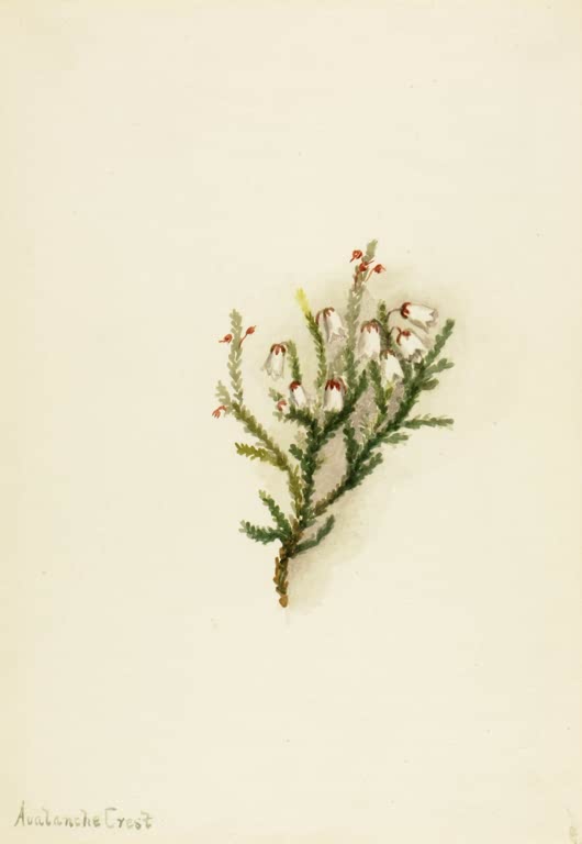 Mary Vaux Walcott Mertens-Schuppenheide Kunstkopie, Zweig mit schuppenartigen grünen Blättchen und kleinen weißen Glöckchen