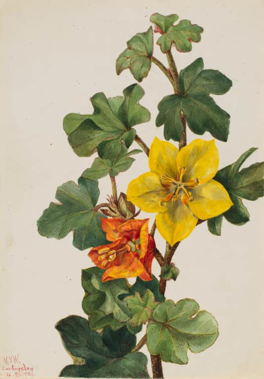 Mary Vaux Walcott Mexikanischer Flanellstrauch Kunstkopie, gelbe und orangerote Blüten zwischen dunklen gelappten Blättern