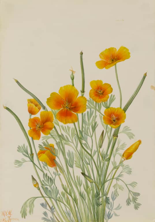 Mary Vaux Walcott Mexikanischer Goldmohn Kunstkopie, goldorange Mohnblüten über fein geteiltem graugrünem Laub