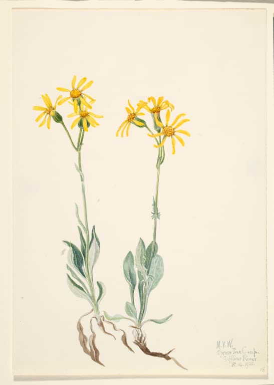 Mary Vaux Walcott Montana-Herzblatt Kunstkopie, zwei Pflanzen mit gelben Strahlenblüten, graugrünen Blättern