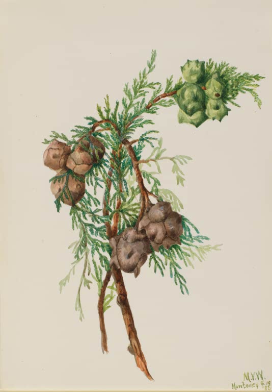 Mary Vaux Walcott Monterey-Zypresse Kunstkopie, Zweig mit braunen und grünen Zapfen vor hellem Grund