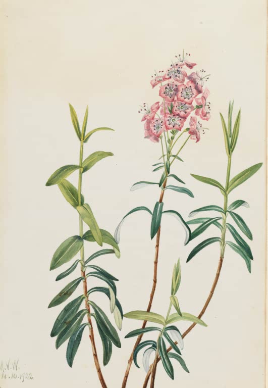 Mary Vaux Walcott Moor-Lorbeerrose Kunstkopie, rosa Blütendolde zwischen schmalen grünen Blättern