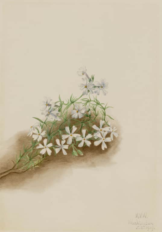 Mary Vaux Walcott Moos-Phlox Kunstkopie, weiße Phlox-Blüten über grünem Nadellaub auf braunem Grund