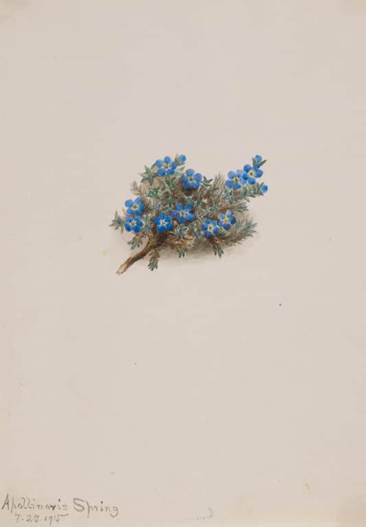 Mary Vaux Walcott Moos-Vergissmeinnicht Kunstkopie, kleines Polster mit leuchtend blauen Blüten auf hellem Papier