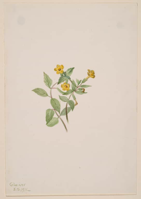 Mary Vaux Walcott Moschus-Gauklerblume Kunstkopie, kleiner Zweig mit goldgelben Blüten und eiförmigen grünen Blättern