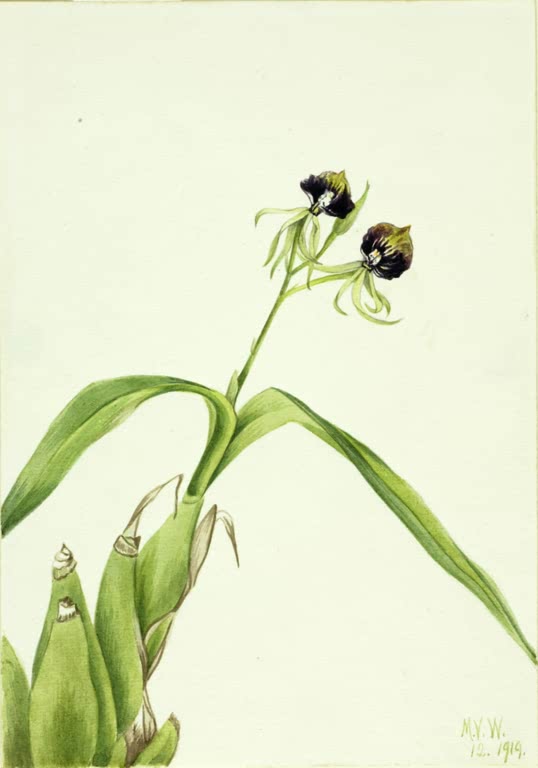 Mary Vaux Walcott Muschelorchidee Kunstkopie, dunkle Orchideenblüten mit grünen Fäden über großen bogigen Blättern