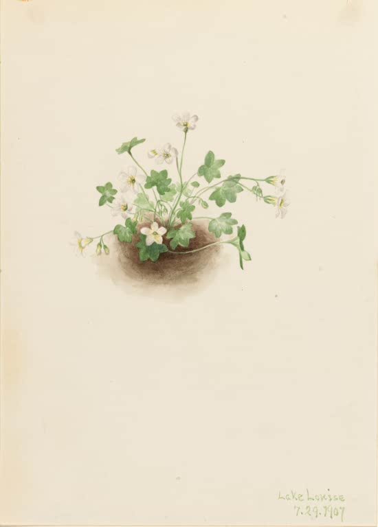 Mary Vaux Walcott Nebelmädchen Kunstkopie, kleines Büschel mit gelappten grünen Blättern und weißen Blüten