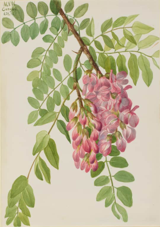 Mary Vaux Walcott Neumexikanische Robinie Kunstkopie, hängende rosa Blütentraube an gefiederten grünen Zweigen