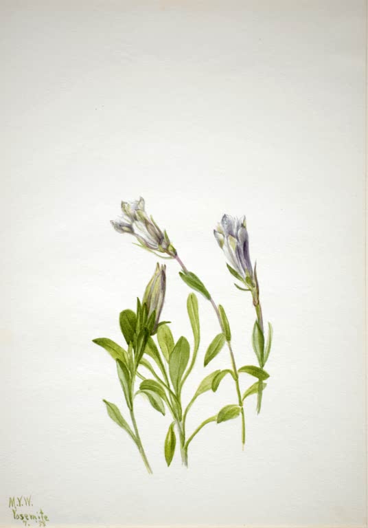 Mary Vaux Walcott Newberrys Enzian Kunstkopie, drei geschlossene blauviolette Blüten über lanzettlichen grünen Blättern