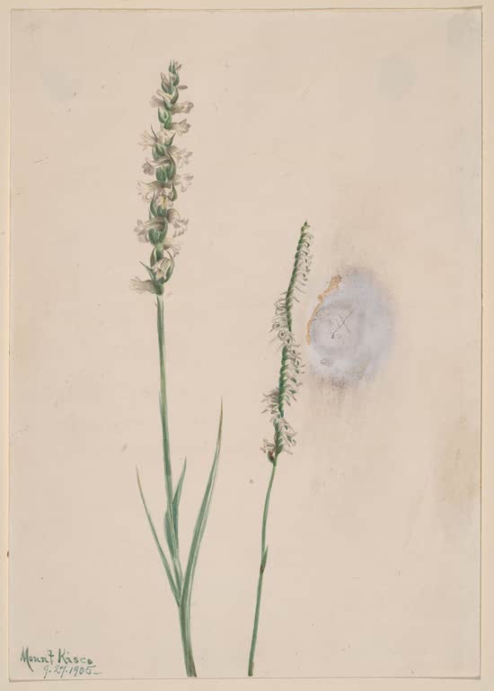 Mary Vaux Walcott Nickende Drehwurz Kunstkopie, zwei schlanke Ähren mit weißlichen Blüten auf getöntem Papier
