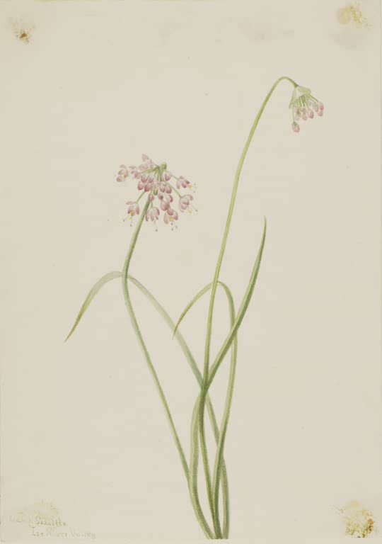 Mary Vaux Walcott Nickender Lauch Kunstkopie, zwei geneigte Stängel mit rosa Blütendolden und langen schmalen Blättern