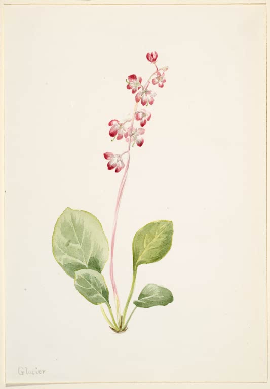 Mary Vaux Walcott Nierenblättriges Wintergrün Kunstkopie, rosa Blütentraube an hohem Stängel über rundlichen grünen Blättern