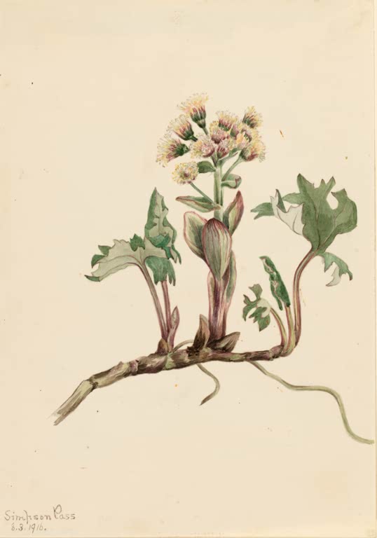 Mary Vaux Walcott Nördliche Pestwurz Kunstkopie, cremefarbene Blütentraube über gebuchteten Blättern und Wurzelstock