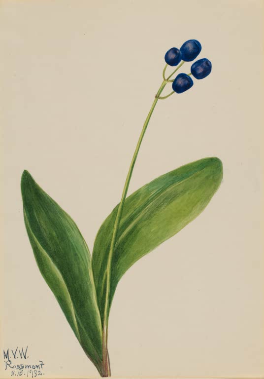 Mary Vaux Walcott Nordische Clintonie, Fruchtstand Kunstkopie, vier tiefblaue Beeren an geschwungenem Stiel