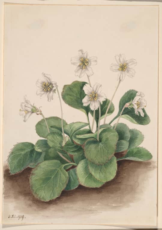 Mary Vaux Walcott Oconee-Glöckchen Kunstkopie, weiße Blüten mit gefransten Rändern über rundlichen dunkelgrünen Blättern