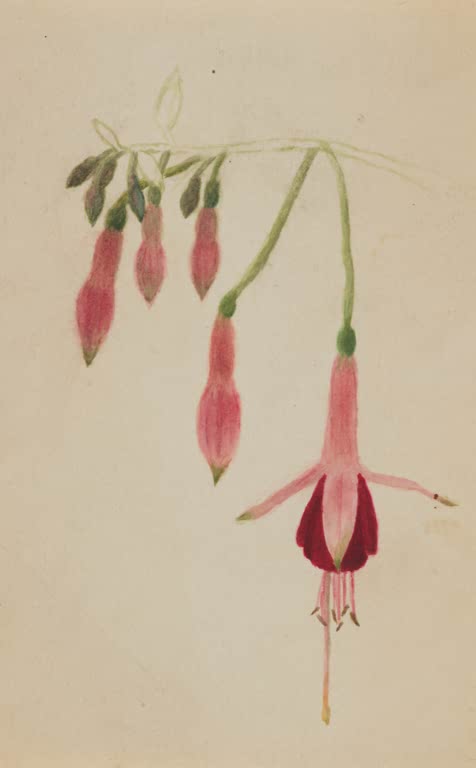 Mary Vaux Walcott Blütenstudie Kunstkopie, hängende rosa Knospen und eine geöffnete Blüte