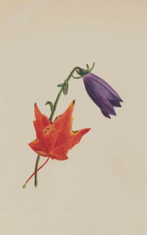 Mary Vaux Walcott Glockenblüte und Ahornblatt Kunstkopie, violette Glockenblüte an gebogenem Stiel neben rotem Ahornblatt