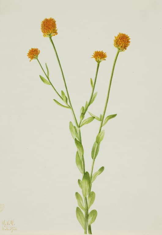 Mary Vaux Walcott Orange Kreuzblume Kunstkopie, orange Blütenköpfchen an schlanken Stielen