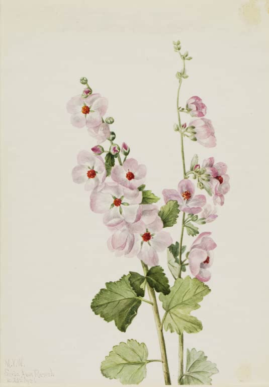 Mary Vaux Walcott Orangeäugige Kugelmalve Kunstkopie, rosa Blüten mit roter Mitte über gelappten Blättern