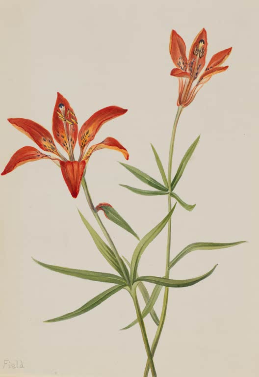 Mary Vaux Walcott Orangerote Berglilie Kunstkopie, zwei orangerote Lilienblüten mit dunklen Punkten an Stängeln